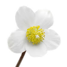 Image result for Nieswurz