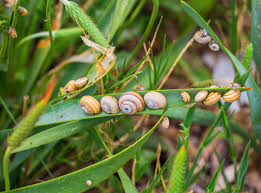 Attēlu rezultāti vaicājumam “Molinia caerulea fruit”