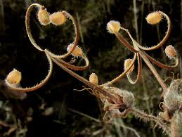Attēlu rezultāti vaicājumam “Geranium bohemicum fruit”