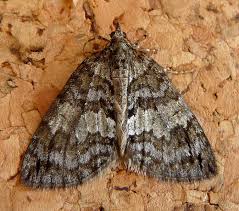 Attēlu rezultāti vaicājumam “Hydriomena impluviata”