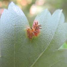 Attēlu rezultāti vaicājumam “Gymnosporangium sp.”