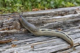 Attēlu rezultāti vaicājumam “Limax cinereoniger”