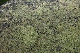 Attēlu rezultāti vaicājumam “Trapeliopsis flexuosa”