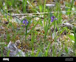 Attēlu rezultāti vaicājumam “Polygala comosa leaf”