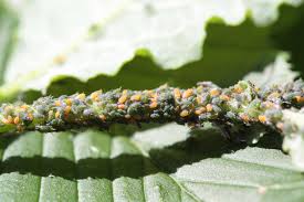 Attēlu rezultāti vaicājumam “Aphis farinosa”