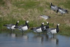 Attēlu rezultāti vaicājumam “Branta leucopsis”
