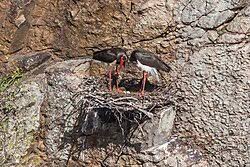 Attēlu rezultāti vaicājumam “Ciconia nigra nest”