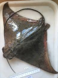 Image result for Aetomylaeus bovinus