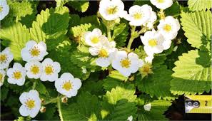 Attēlu rezultāti vaicājumam “Fragaria moschata flower”