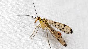 Attēlu rezultāti vaicājumam “Panorpa communis imago”