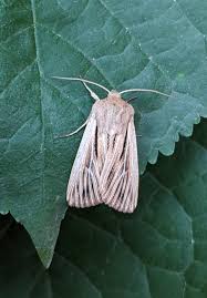 Attēlu rezultāti vaicājumam “Leucania comma”