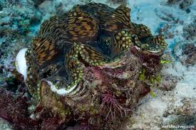 Image result for tridacna