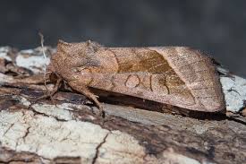 Attēlu rezultāti vaicājumam “Hydraecia micacea”