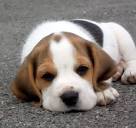very very cute dogs