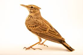 Image result for Galerida cristata