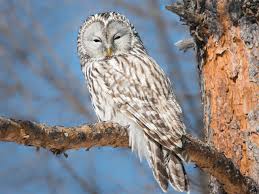 Attēlu rezultāti vaicājumam “Strix uralensis adult”