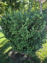 Image result for feuille-laurier-silex