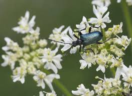 Attēlu rezultāti vaicājumam “Gaurotes virginea”