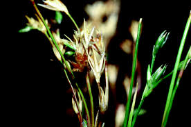 Attēlu rezultāti vaicājumam “Juncus bufonius”