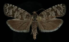 Attēlu rezultāti vaicājumam “Retinia resinella”