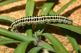 Attēlu rezultāti vaicājumam “Calophasia lunula larva”