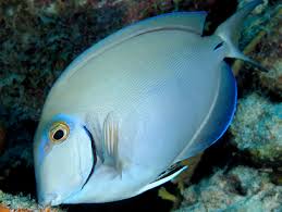 Image result for Acanthurus bahianus
