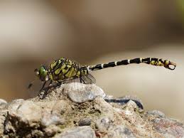 Attēlu rezultāti vaicājumam “Onychogomphus forcipatus”