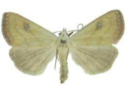 Attēlu rezultāti vaicājumam “Rivula sericealis”