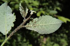 Attēlu rezultāti vaicājumam “Aphis farinosa”