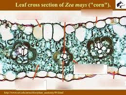 Attēlu rezultāti vaicājumam “Zea mays leaf”