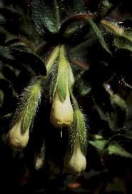 Attēlu rezultāti vaicājumam “Symphytum officinale bud”