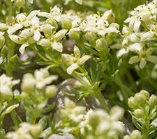 Attēlu rezultāti vaicājumam “Galium elongatum”
