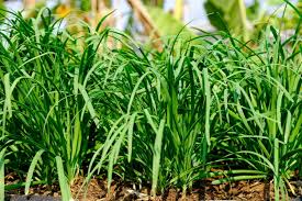 Image result for Schnittknoblauch