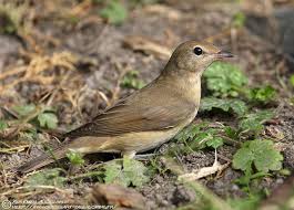 Attēlu rezultāti vaicājumam “Sylvia borin adult”