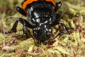 Attēlu rezultāti vaicājumam “Nicrophorus vespilloides”