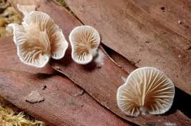 Attēlu rezultāti vaicājumam “Crepidotus versutus”