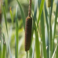 Attēlu rezultāti vaicājumam “Typha latifolia”