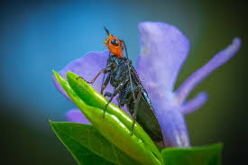 Attēlu rezultāti vaicājumam “Acantholyda erythrocephala”