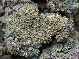 Attēlu rezultāti vaicājumam “Hypocenomyce friesii”