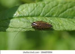 Attēlu rezultāti vaicājumam “Ectobius sylvestris male”