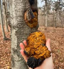 Attēlu rezultāti vaicājumam “Inonotus obliquus”