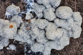 Attēlu rezultāti vaicājumam “Fuligo laevis spores”