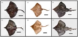 Image result for Dipturus laevis