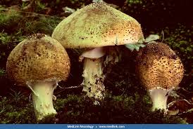 Attēlu rezultāti vaicājumam “Coprinus atramentarius”