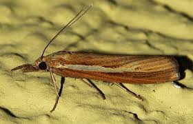 Attēlu rezultāti vaicājumam “Agriphila tristella”