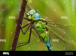 Attēlu rezultāti vaicājumam “Aeshna viridis”