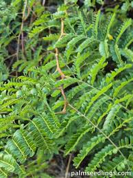Attēlu rezultāti vaicājumam “Gleditsia triacanthos leaf”