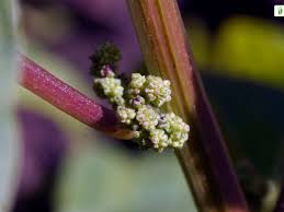Attēlu rezultāti vaicājumam “Chenopodium polyspermum leaf”