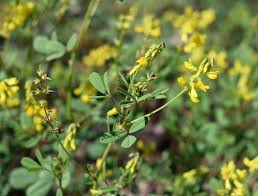 Attēlu rezultāti vaicājumam “Melilotus wolgicus flower”