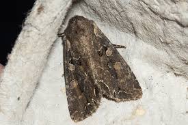 Attēlu rezultāti vaicājumam “Lacanobia suasa”